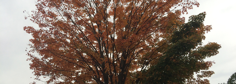 Fall is here